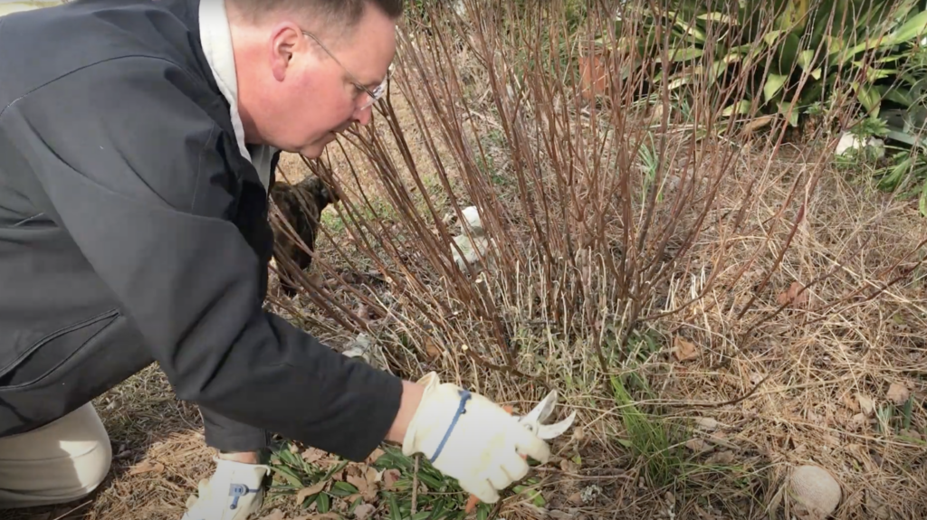 Shawn is bending down to prune long stemmed perennials to benefit pollinator nesting.